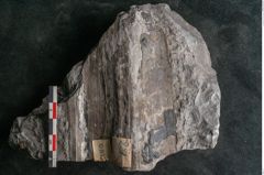 Foto (Detailansicht) von Todea lipoldi Stur (NHMW-GEO-2024-0188-10935)